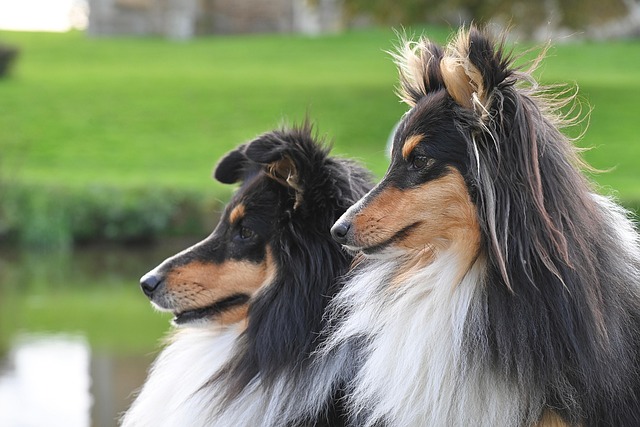 shetland sheepdog, shelties, dogs, shepherd dogs, working dogs, pets, animals, nature, canines, shetland shepherd dog